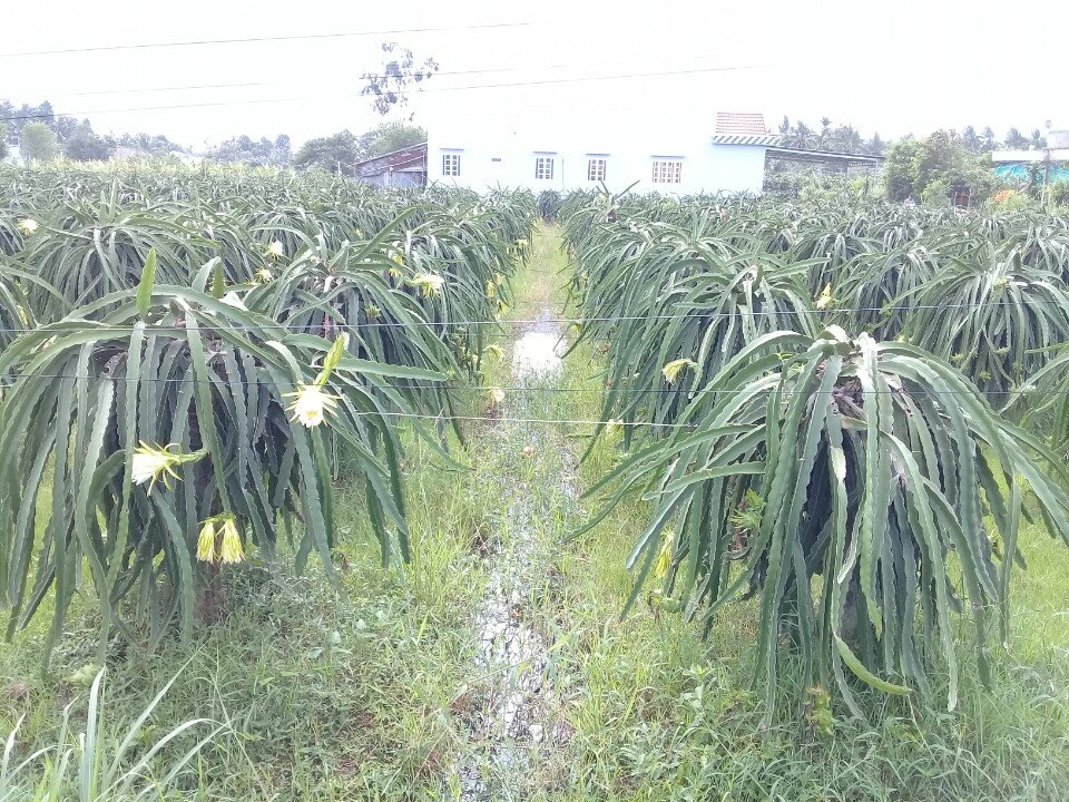 Cỏ trong vườn thanh long