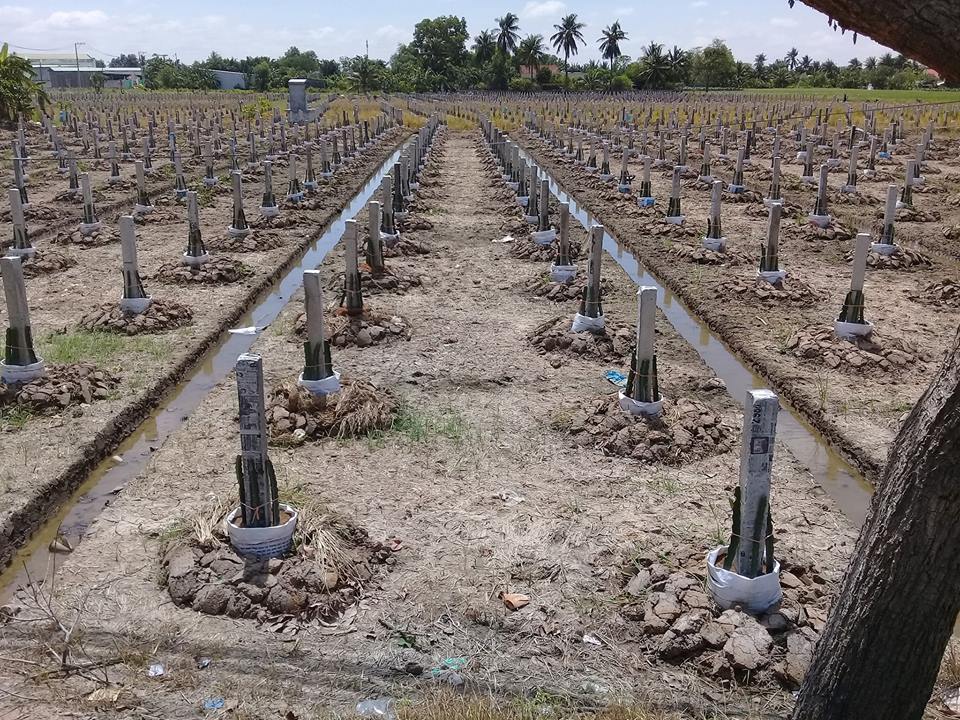 cách trồng thanh long