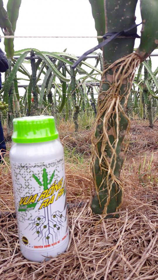 TẦM QUAN TRỌNG CỦA RỄ CÂY THANH LONG | Thanh Long Việt