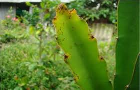 KIẾN ĐEN, KIẾN LỬA GÂY HẠI THANH LONG | Thanh Long Việt