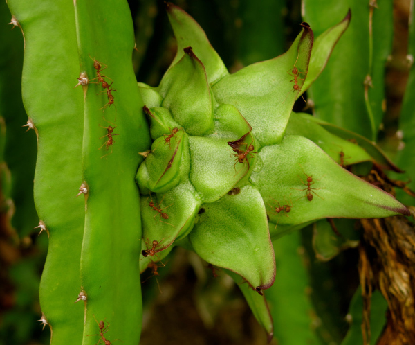 KIẾN ĐEN, KIẾN LỬA GÂY HẠI THANH LONG | Thanh Long Việt