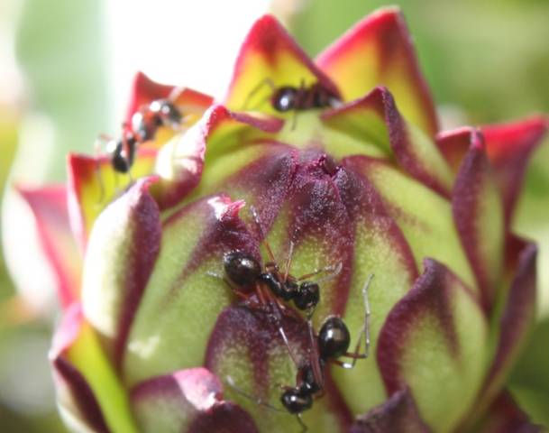 KIẾN ĐEN, KIẾN LỬA GÂY HẠI THANH LONG | Thanh Long Việt