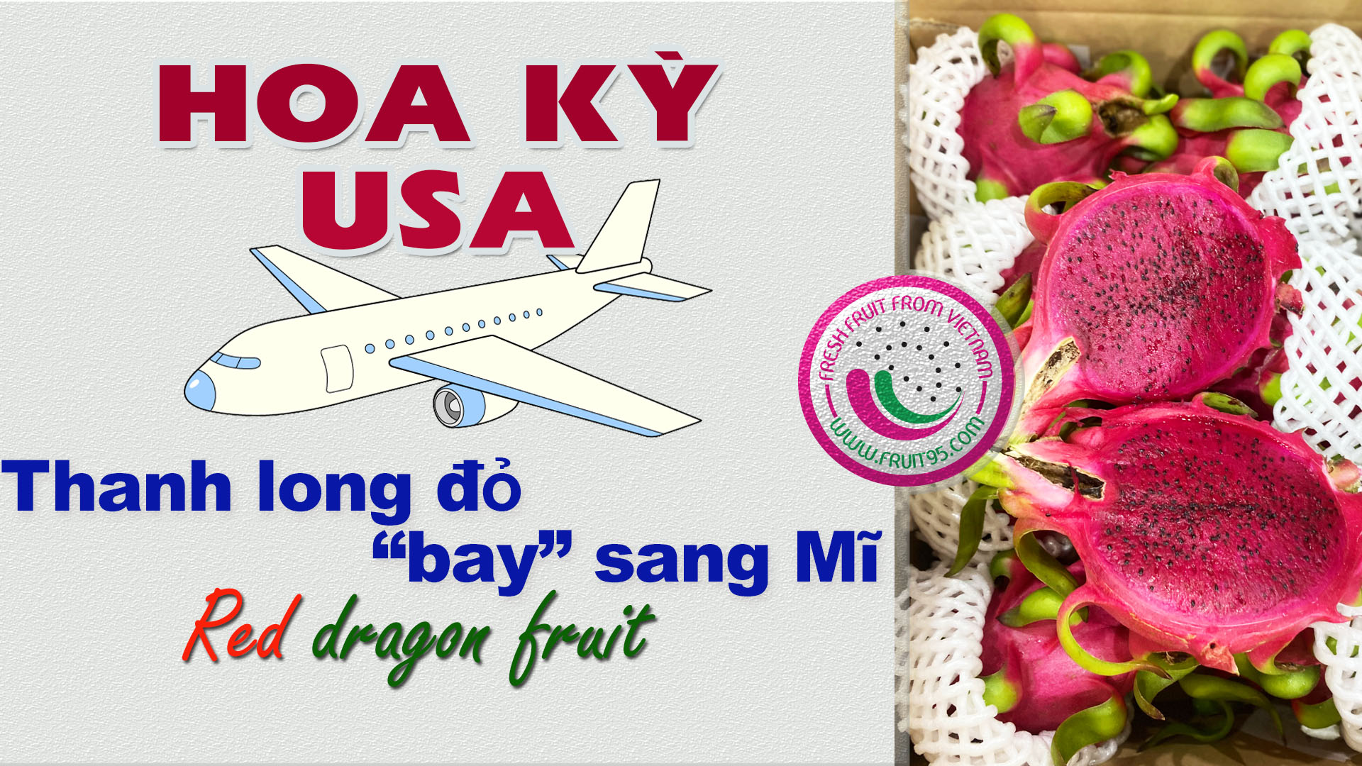Thanh long đỏ Việt “bay” sang Mĩ | Thanh Long Việt