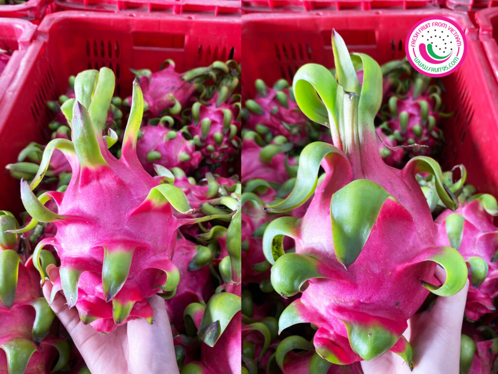Đơn hàng Thanh Long Đỏ xuất khẩu sang Canada 16/4/2024