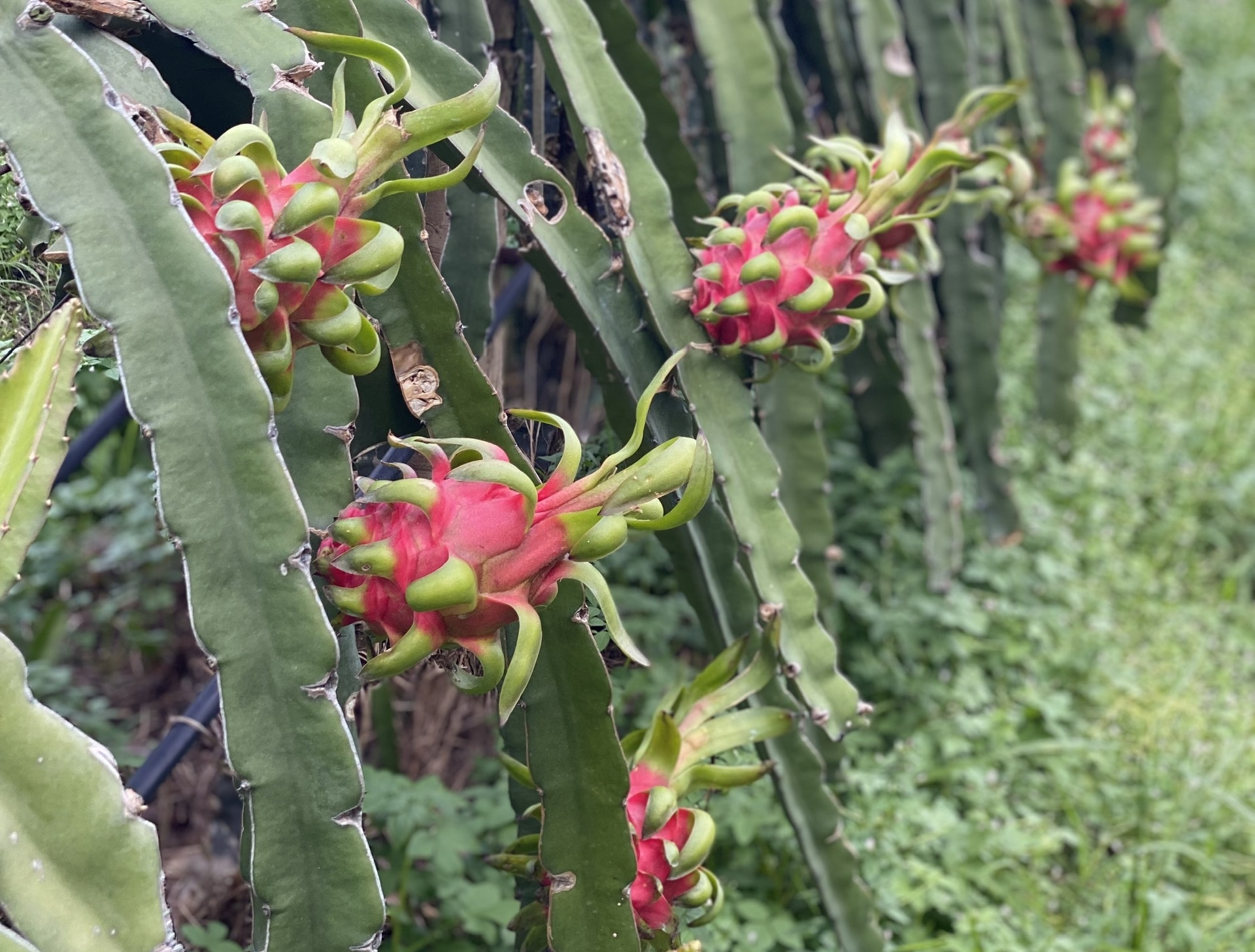 hàng thanh long chín