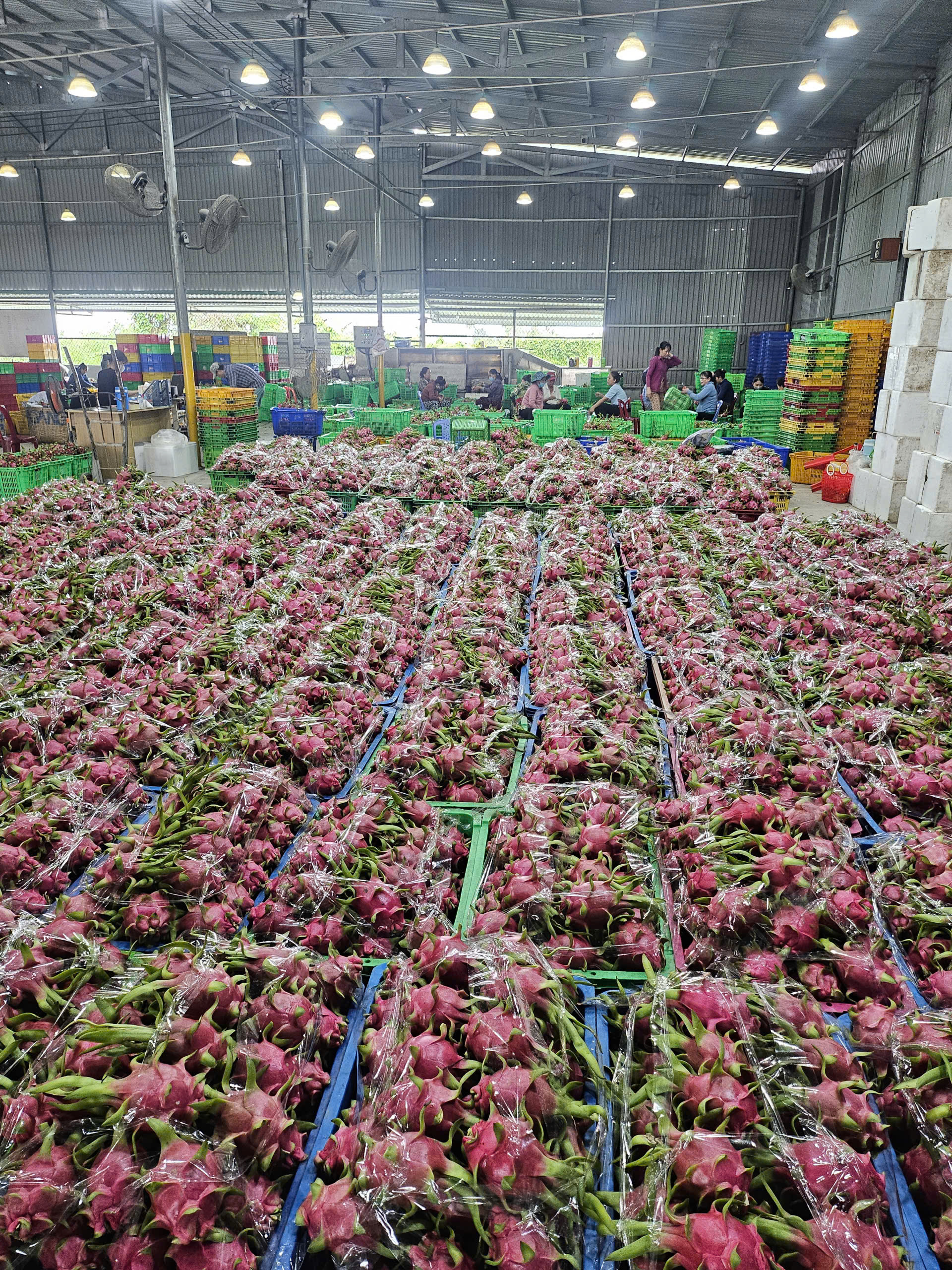 thanh long trắng về kho