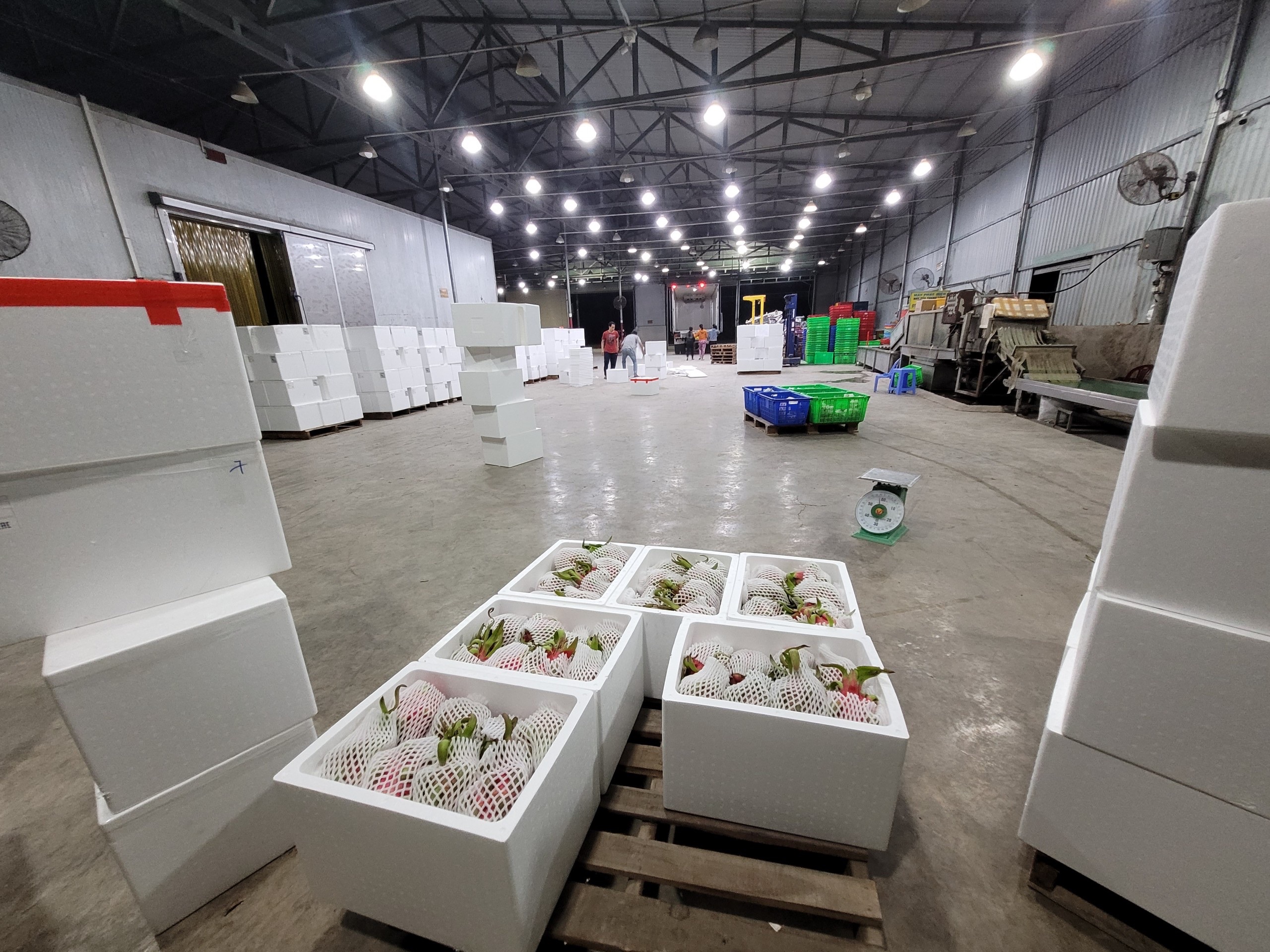 đóng thanh long bay